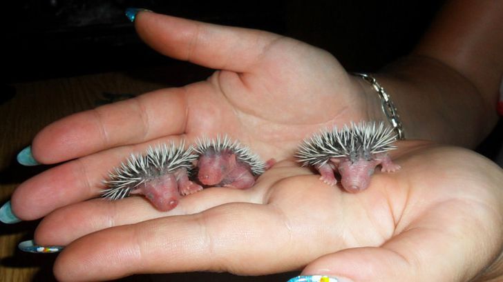 15 Animales que seguramente nunca habías visto recién nacidos