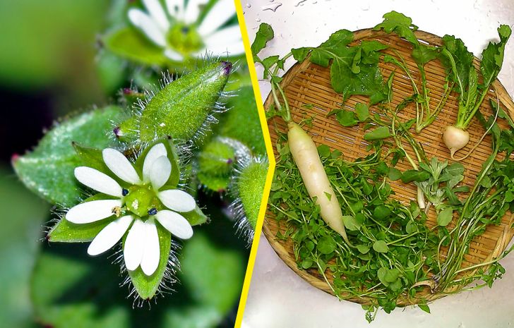10 Flores comestibles para tus platos - Agromática