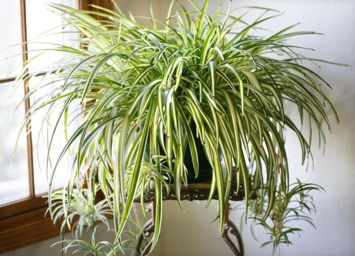 8 Plantas que limpian el aire de tu casa u oficina