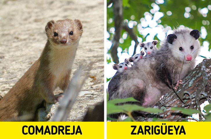 10 Grupos de animales que confunden a cualquiera con el parecido que  tienen, pero que son de especies distintas / Genial