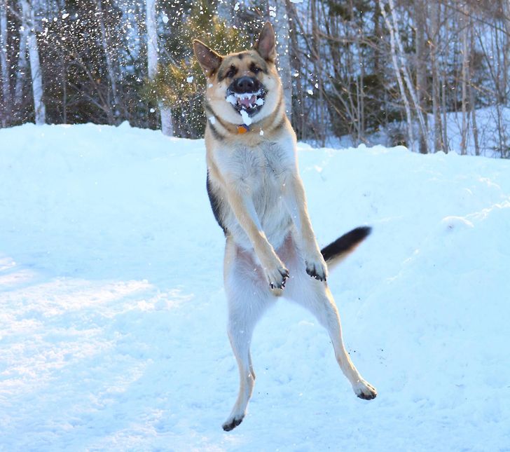 20 Mascotas que encontraron la felicidad en la nieve (mientras que con otras pasó algo diferente)