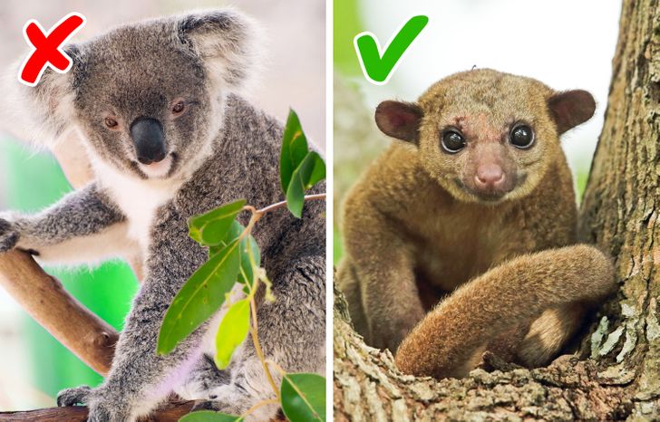 10 exotic animals that you can have at home