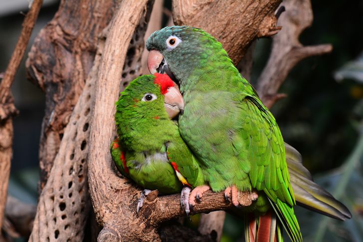 Monogamia en la naturaleza. Estos 10 animales eligen una pareja para toda  su vida
