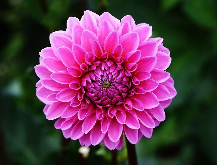 5 Species of Flowers That Can Bring Color and Life to the Garden