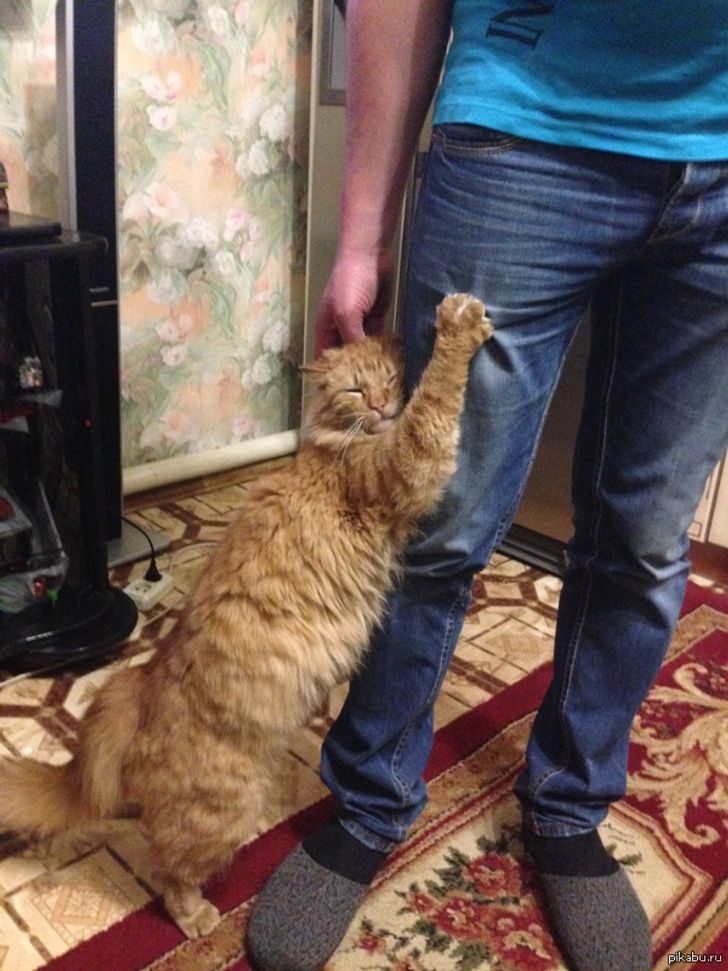 Mi Gato Se Sube Encima Mio