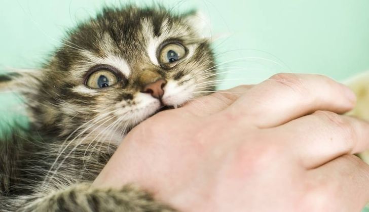 Que Significa Que Tu Gato Se Acuesta Encima Tuyo