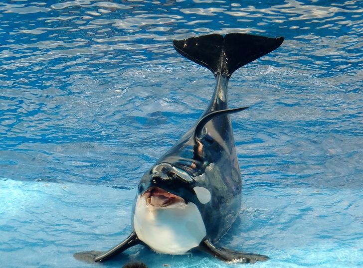 ballena pingüino Robbe Pantau Baby Exclusiv niños lauflernschuhe con Delfin 