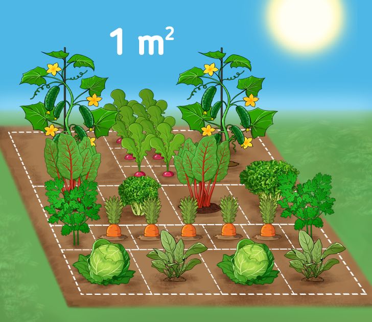 14 Plantas que puedes sembrar en 1 metro cuadrado y cosechar en menos de 70 días