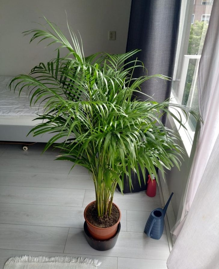 6 plantas que absorben la humedad en el hogar