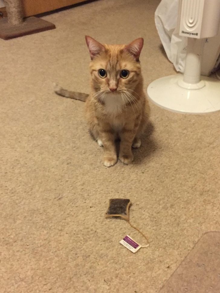 Que Significa Que Tu Gato Se Acuesta Encima Tuyo