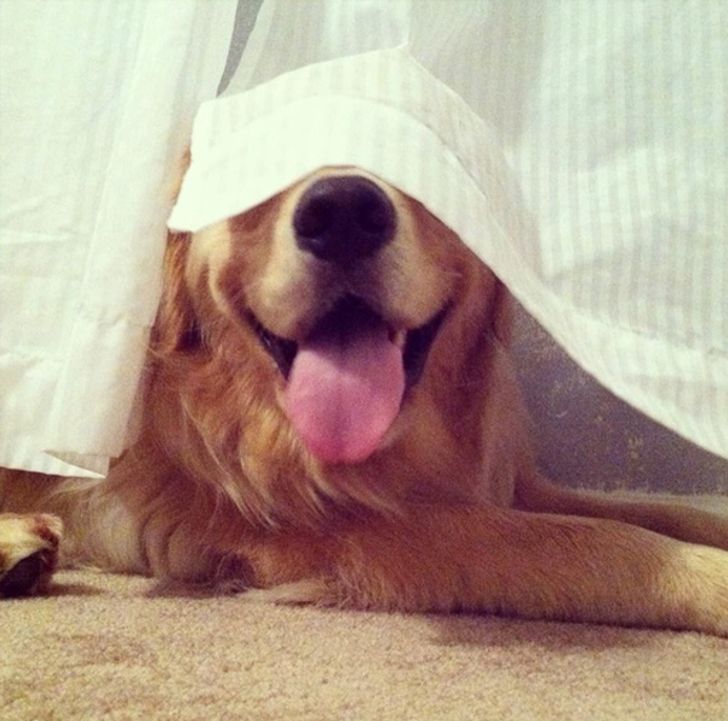 20 Perros que piensan que están muy bien escondidos
