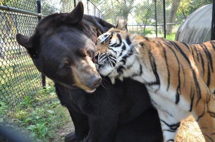 Pasa la cuarentena con un oso o tigre en casa gracias a Google