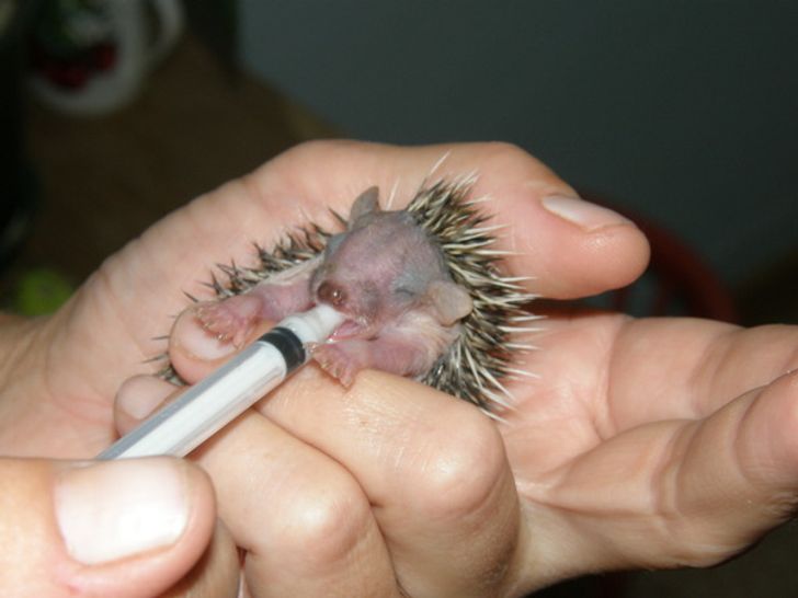 15 Animales que seguramente nunca habías visto recién nacidos