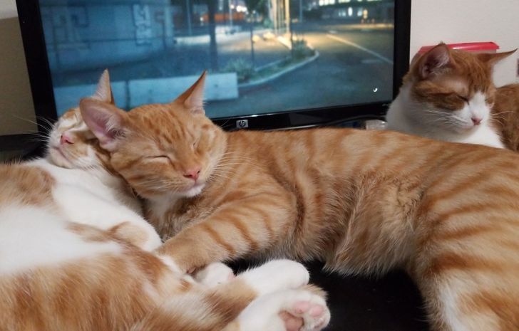16 Gatos que no pueden vivir ni un segundo sin su humano