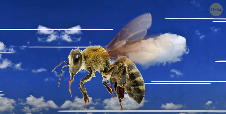 Diferencias entre avispas y abejas